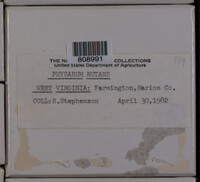 Physarum nutans image